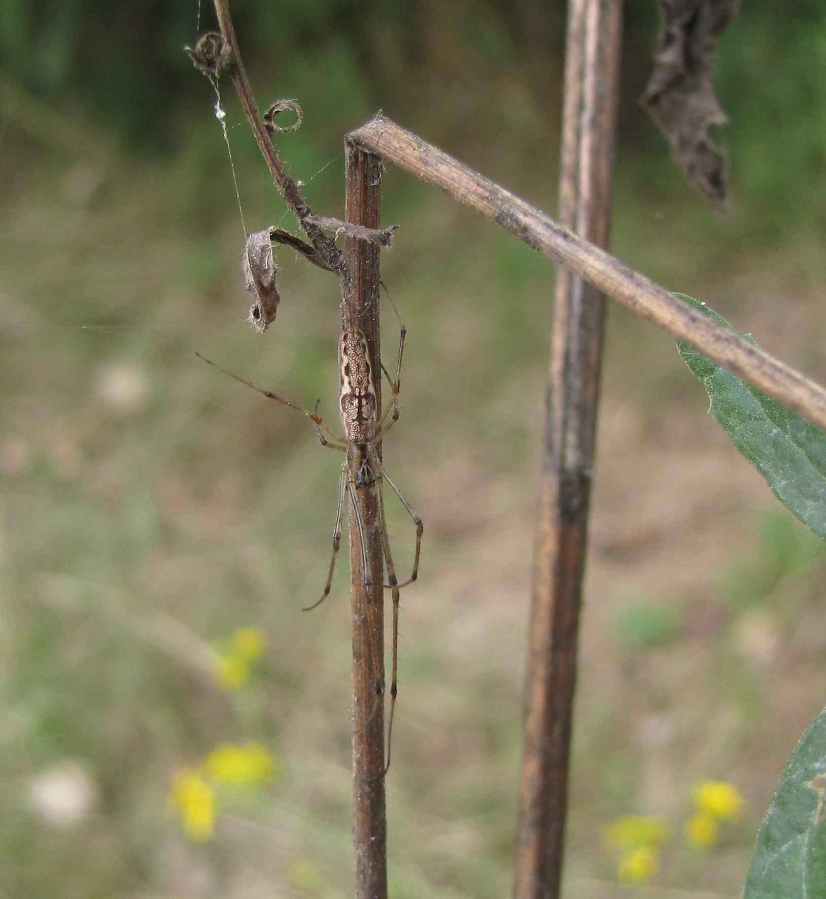 Tetragnatha sp.